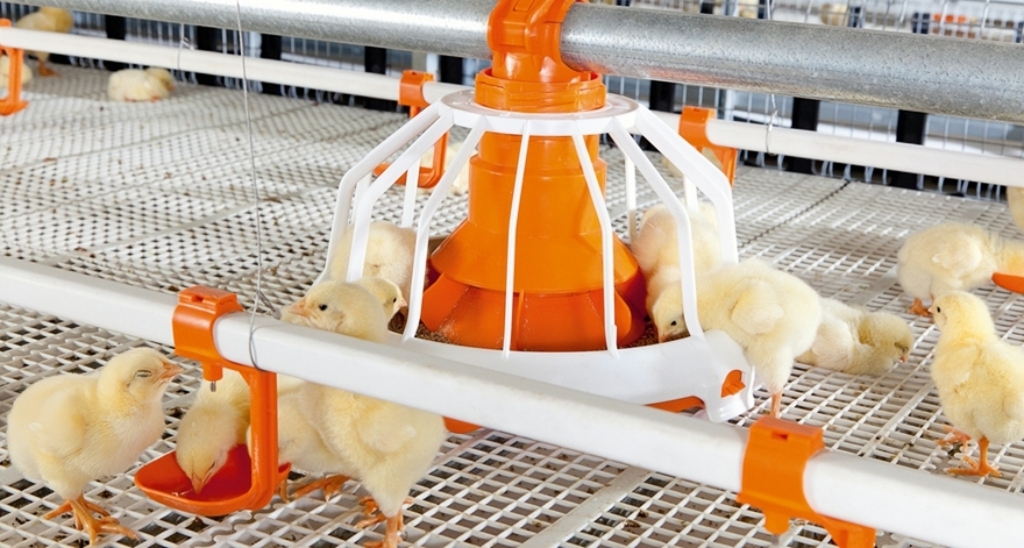 Best Poultry Feeding Line Equipment for Modern Farming Best Poultry Feeding Line Equipment for Modern Farming