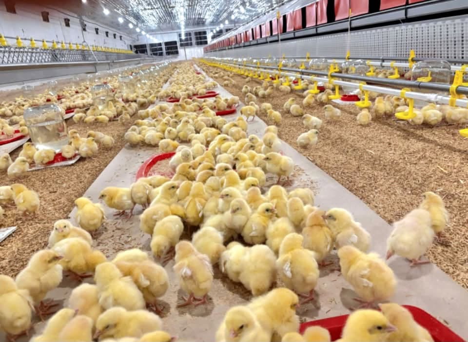 Poultry Farming Equipment: Complete Guide to Poultry Drinking Line Poultry Farming Equipment: Complete Guide to Poultry Drinking Line