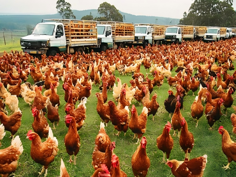 Understanding Poultry Drinking Line Functions and Accessories for Poultry Farming Understanding Poultry Drinking Line Functions and Accessories for Poultry Farming