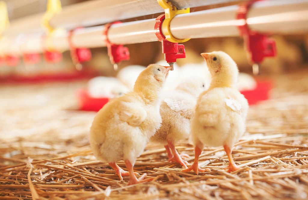 Poultry Drinking Line: Essential Accessories and Farming Advantages