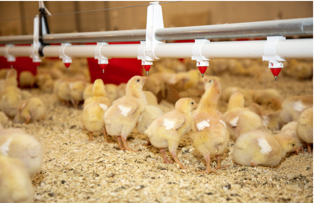 Poultry Drinking Line: Essential Accessories and Farming Advantages