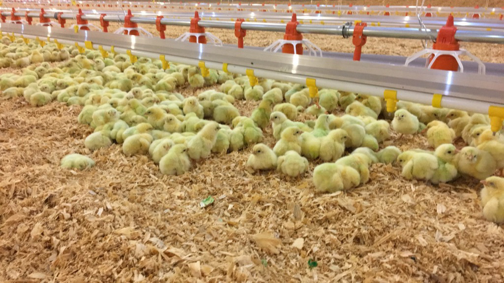 Poultry Drinking Line: Essential Accessories and Farming Advantages