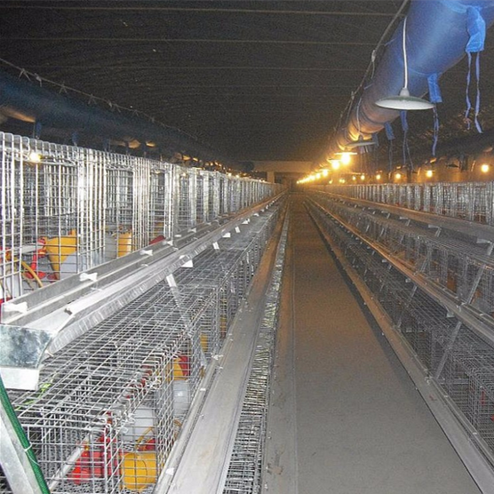 A-Type Chicken Cage