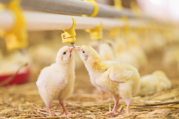 How to Properly Drink Water for Chickens