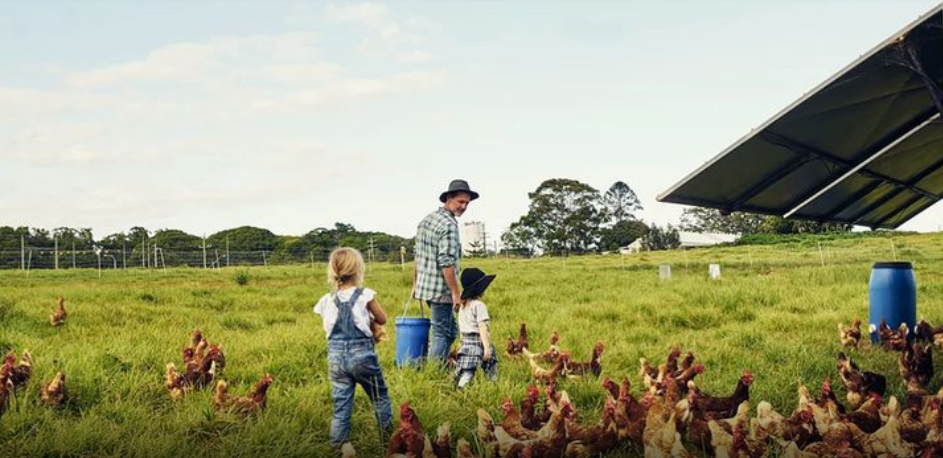 How to start your own Poultry Farm