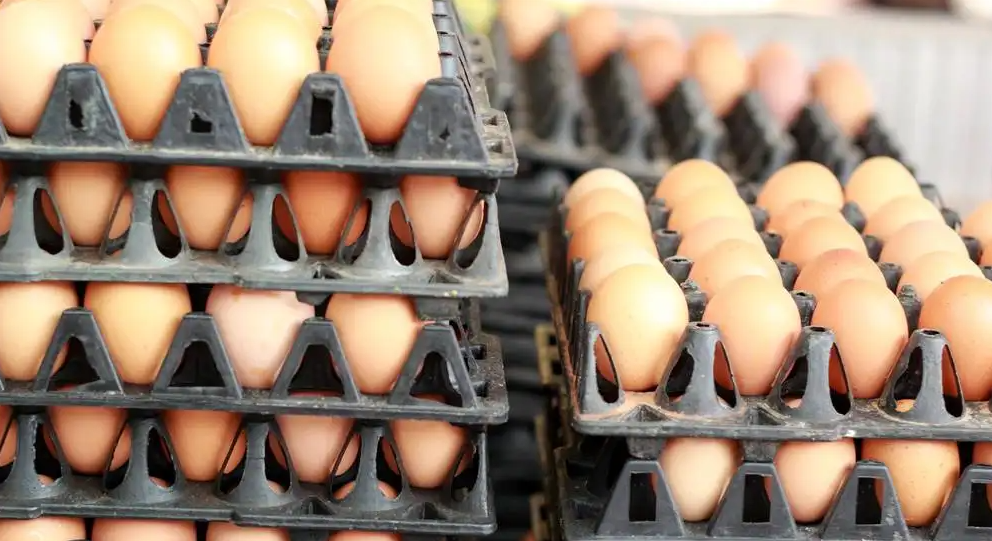 Decline in number of organic egg layers in UK