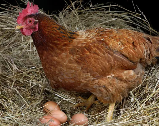 How many eggs does a hen lay in a laying cycle