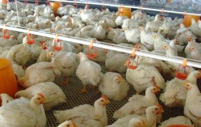 The difference between broilers and laying hens