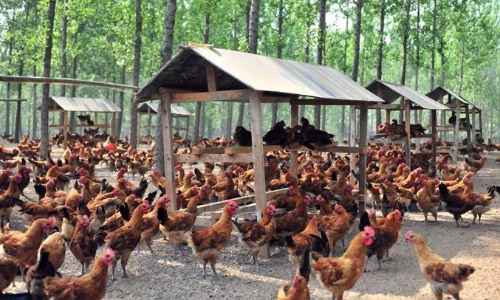 Experience and management measures of large-scale chicken farms