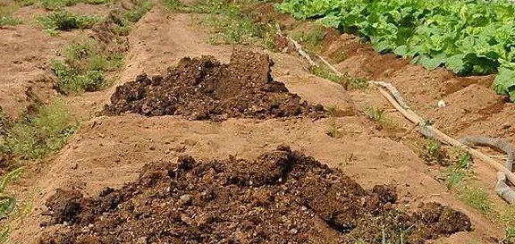 How to deal with chicken manure in chicken farms