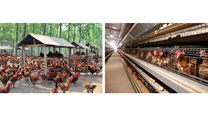 The difference between free-range chickens and caged chickens