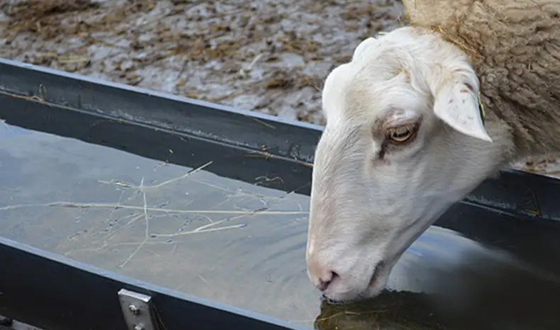 Optimum water intake for poultry