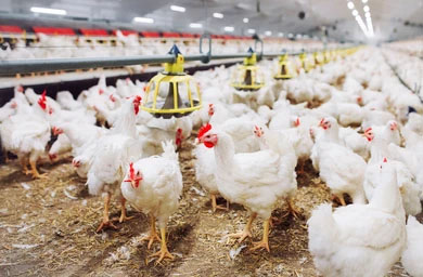 What equipment do chicken farms need