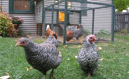 Backyard Chicken Considerations