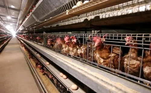 Cage Chicken Farming
