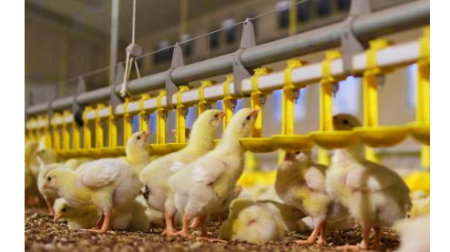 How to Clean Automated Drinking System for Poultry