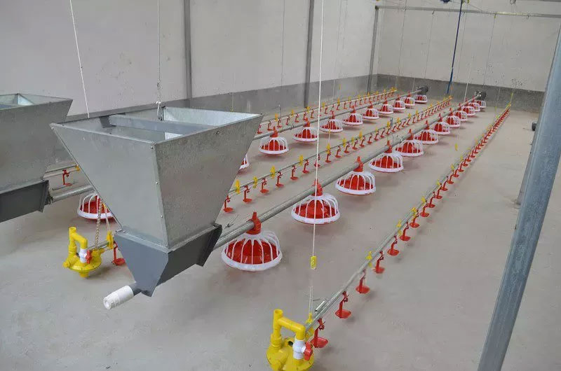 Broiler feeding Line and Drinking Line Breeding Equipment for Chicken Farm