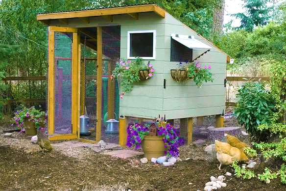 The Basic Knowledge About Backyard Chicken Coop