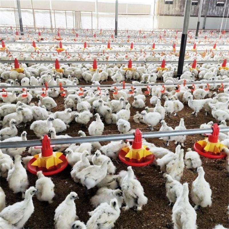 Automatic Pan Feeder Line for Poultry House Chicken Feeders and Drinkers PH-231