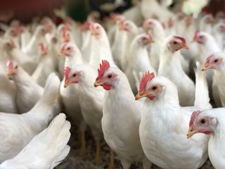 Breeding of ecological chickens and prevention and control of diseases