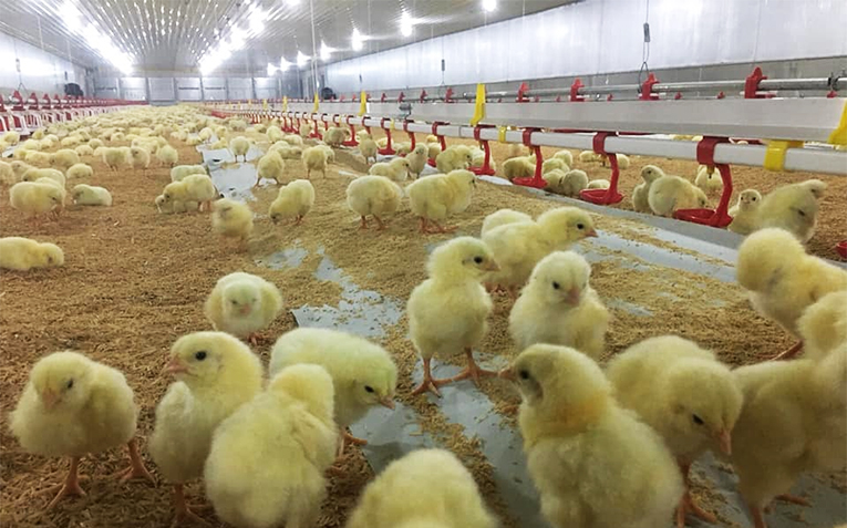 The Complete Guide to Selecting Drinking Nipples for Poultry Operations