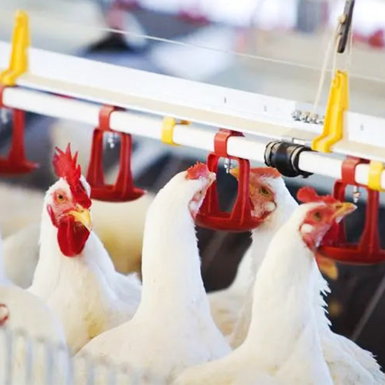 The Ultimate Guide to Chicken Nipple Drinkers: Features, Benefits, and Usage