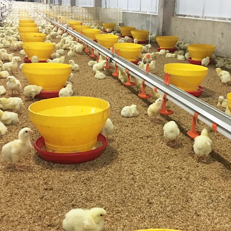 Poultry Farming in Canada: Breeds and Equipment