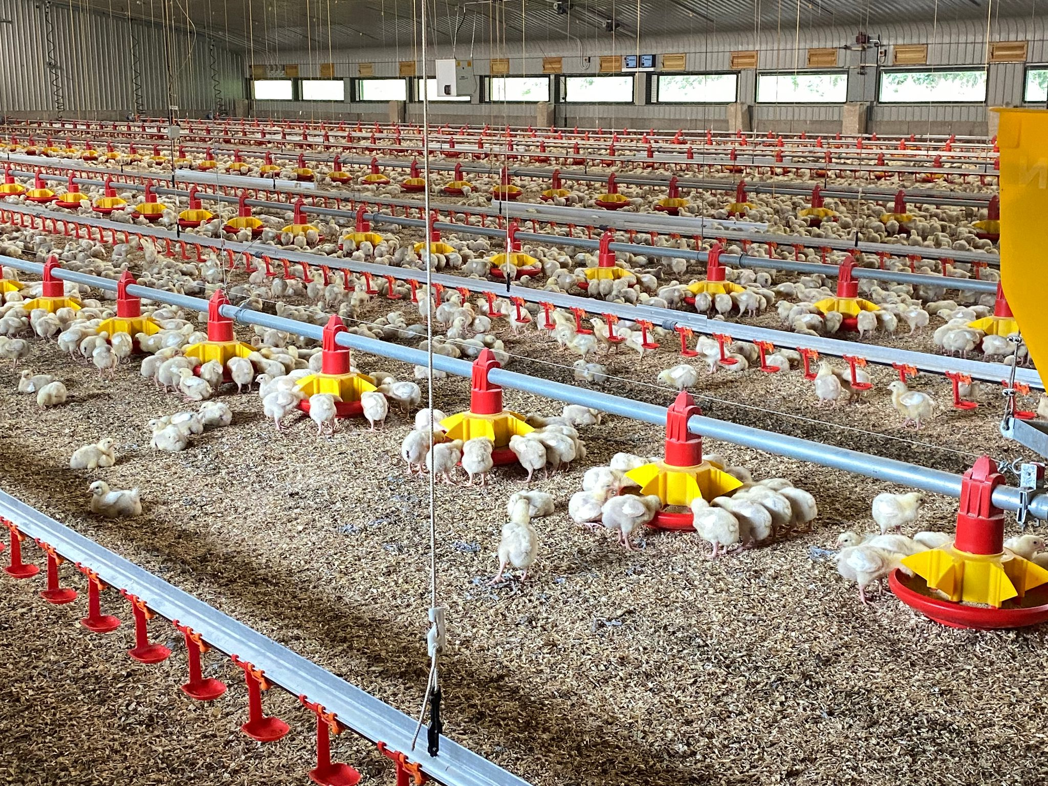Floor-Based Broiler Farming Equipment Solutions – Fully Automatic, Semi-Automatic & Manual Systems