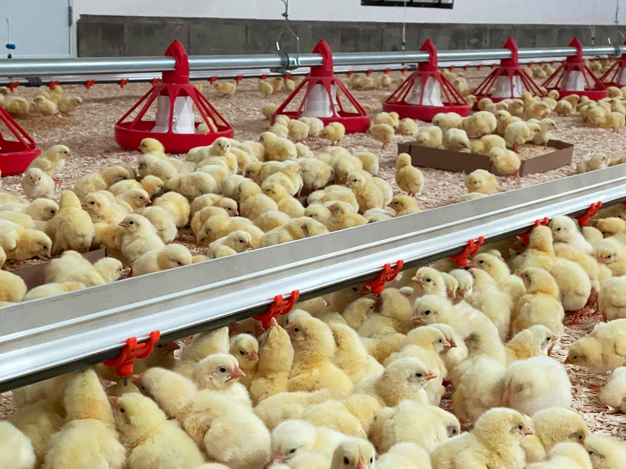 Cangzhou Phoenix: A One - Stop Solution Provider for Poultry Farming Equipment