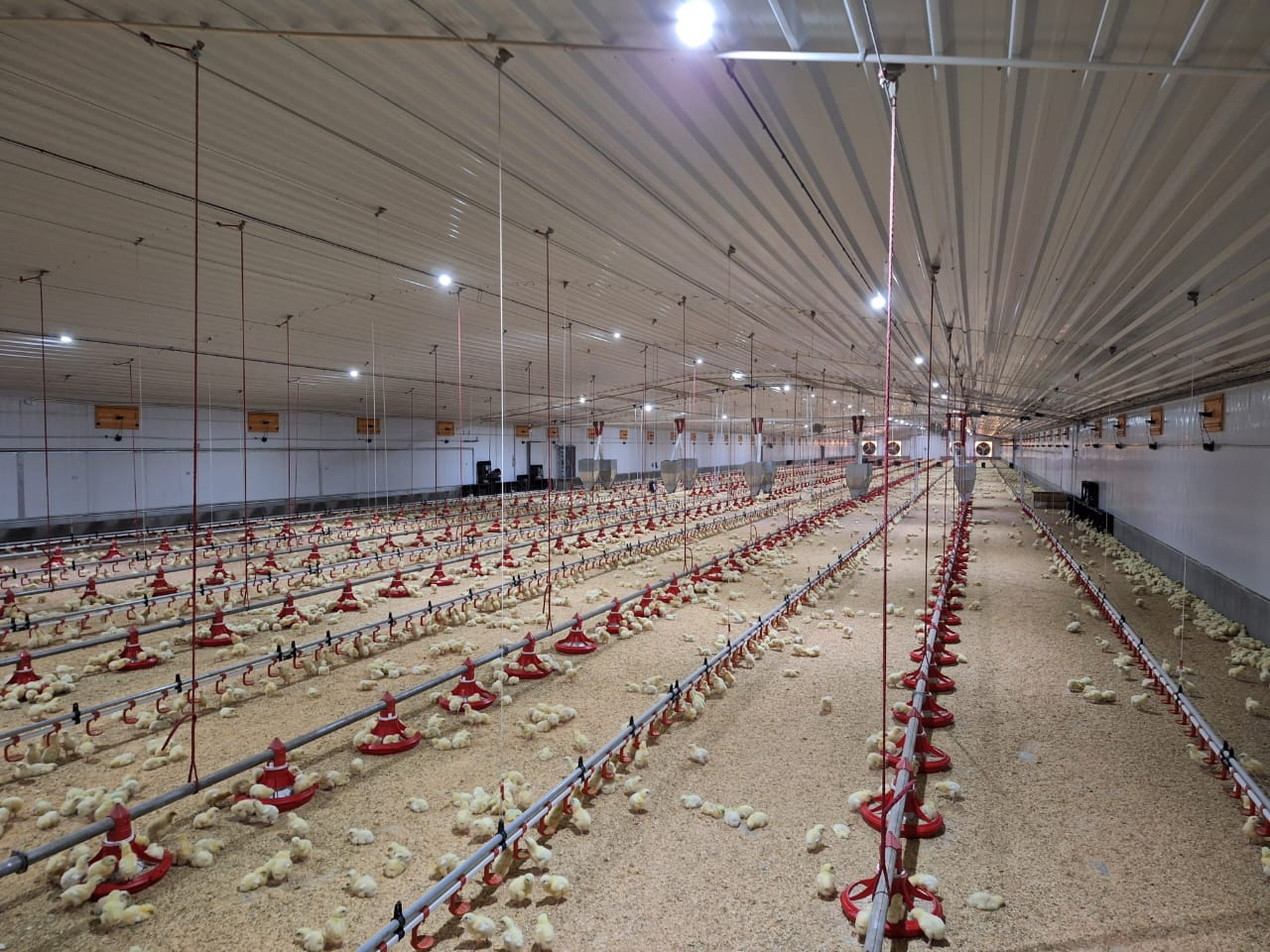 Overcome Chicken Farm Troubles: Full-Automatic Closed Systems Fix Environment Control and Disease Risks