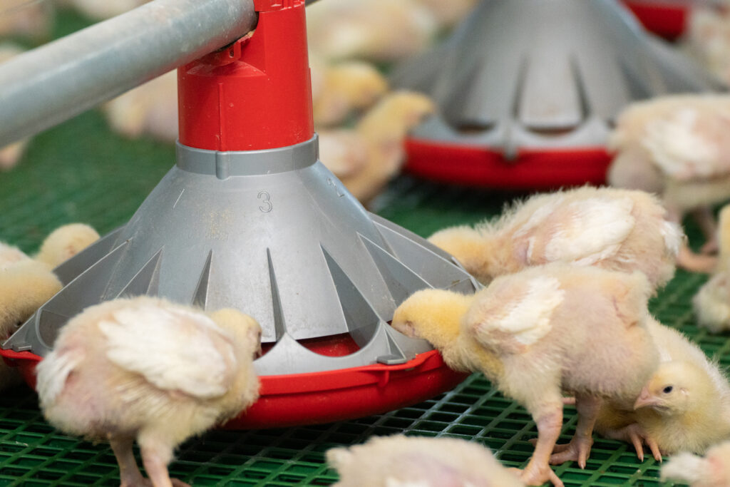 Cangzhou PHOENIX: Your Trusted Partner for Reliable Poultry Equipment Worldwide