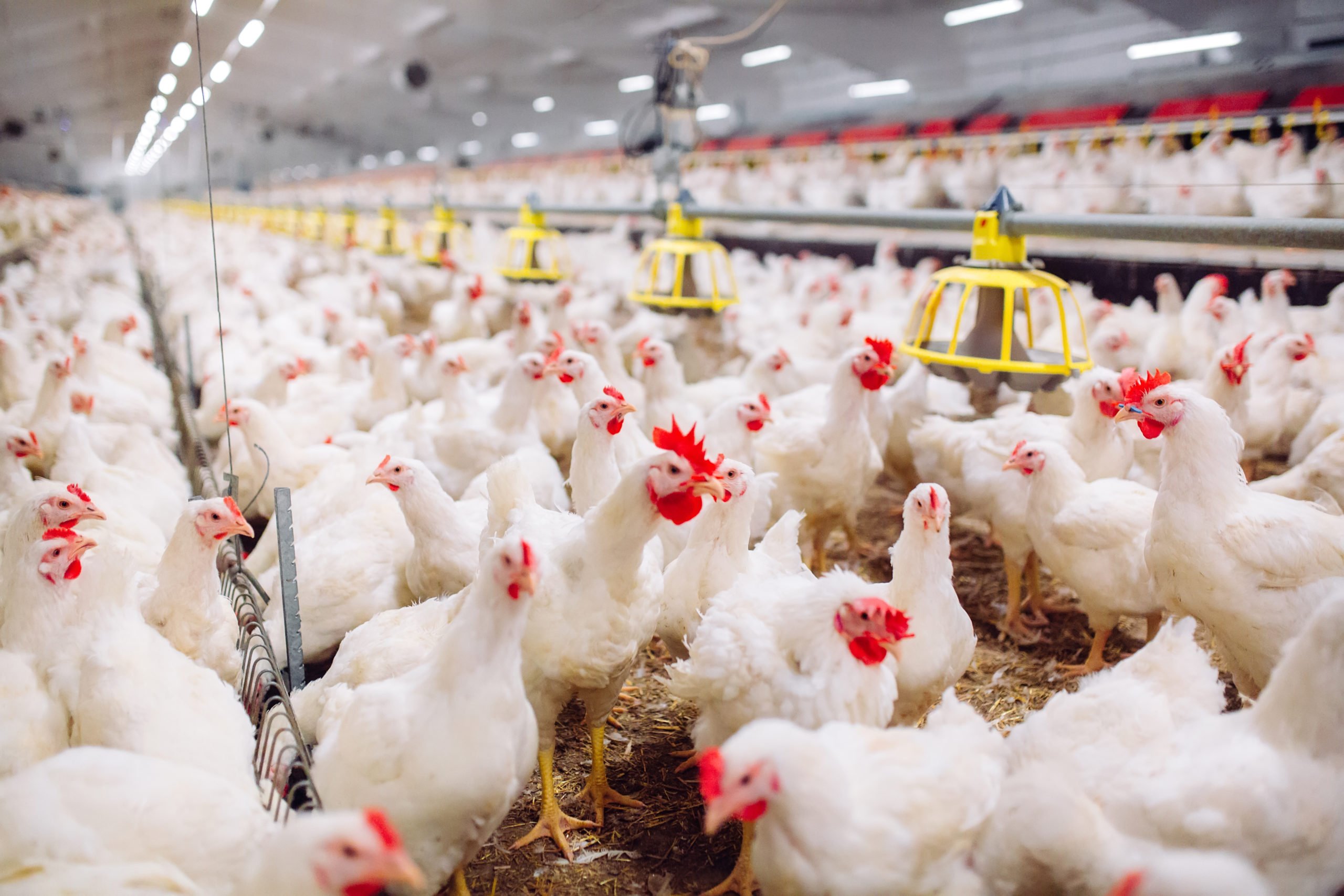 Poultry Farming: Start Small for Profitable Growth
