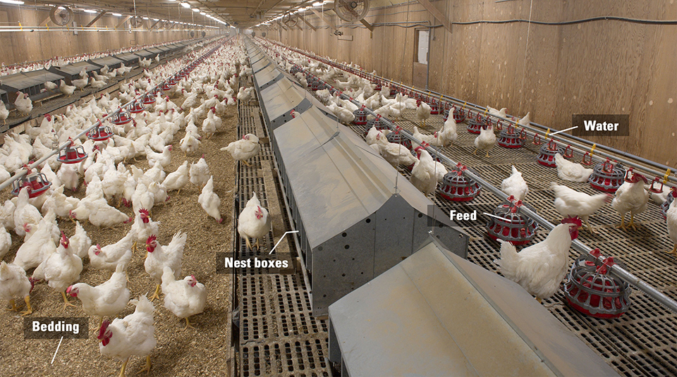 Phoenix Automated Breeding Solution Helps Thailand Layer Farm Achieve Efficiency Upgrade