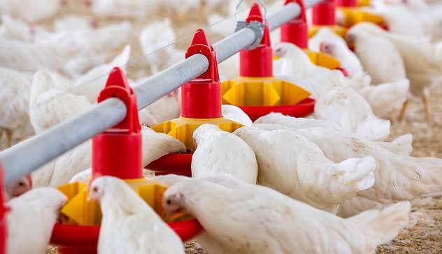 Smart Poultry Farming Equipment for Europe, France & South Africa