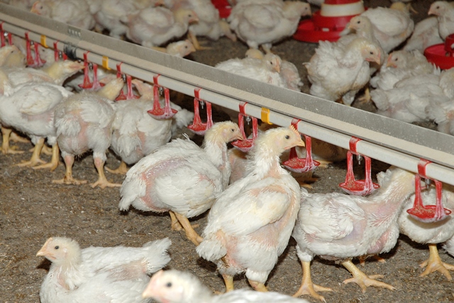 Best Poultry Water & Feed Systems 2026: Nipple Drinkers, Watering Lines & Feeding Lines for Higher Profits