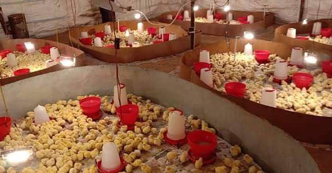 How to Choose Poultry Water and Feed Equipment for Different Farm Sizes