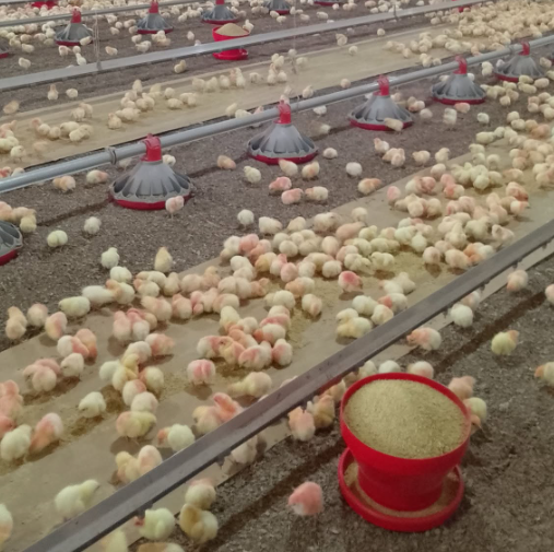 Poultry Feeding Line Equipment Complete Guide for Automatic Chicken Farming