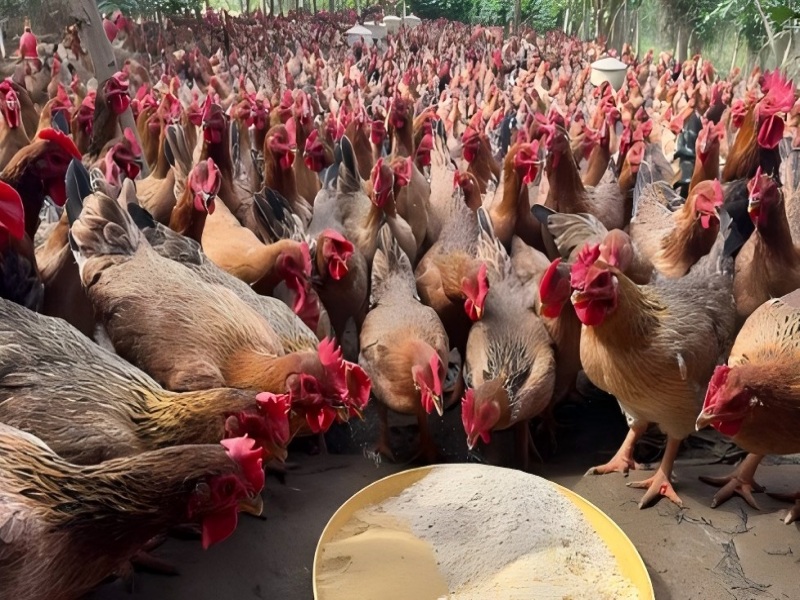 Best Poultry Feeding Line Equipment for Modern Farming