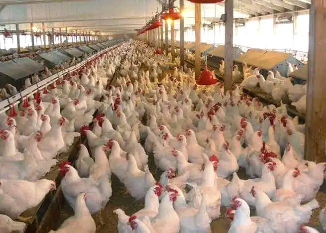 Poultry Farming Equipment: Complete Guide to Poultry Feeding Line