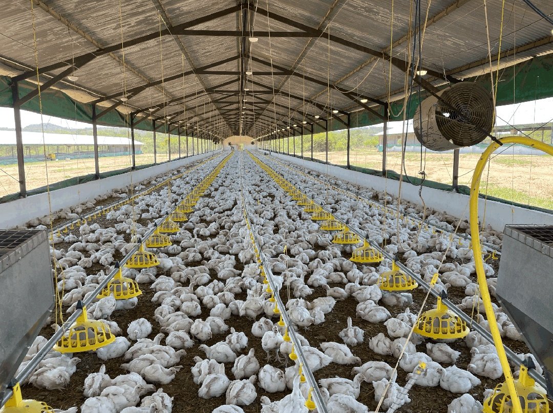 Understanding Poultry Drinking Line Functions and Accessories for Poultry Farming