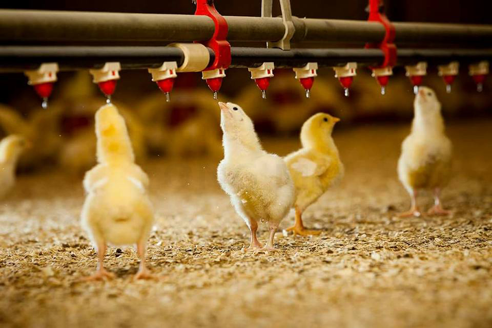 Poultry Drinking Line: Essential Accessories and Farming Advantages