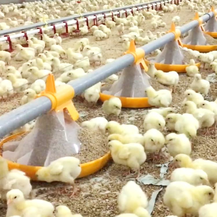 Feeder Pans: Core Poultry Equipment to Optimize Automatic Poultry Feeding Lin