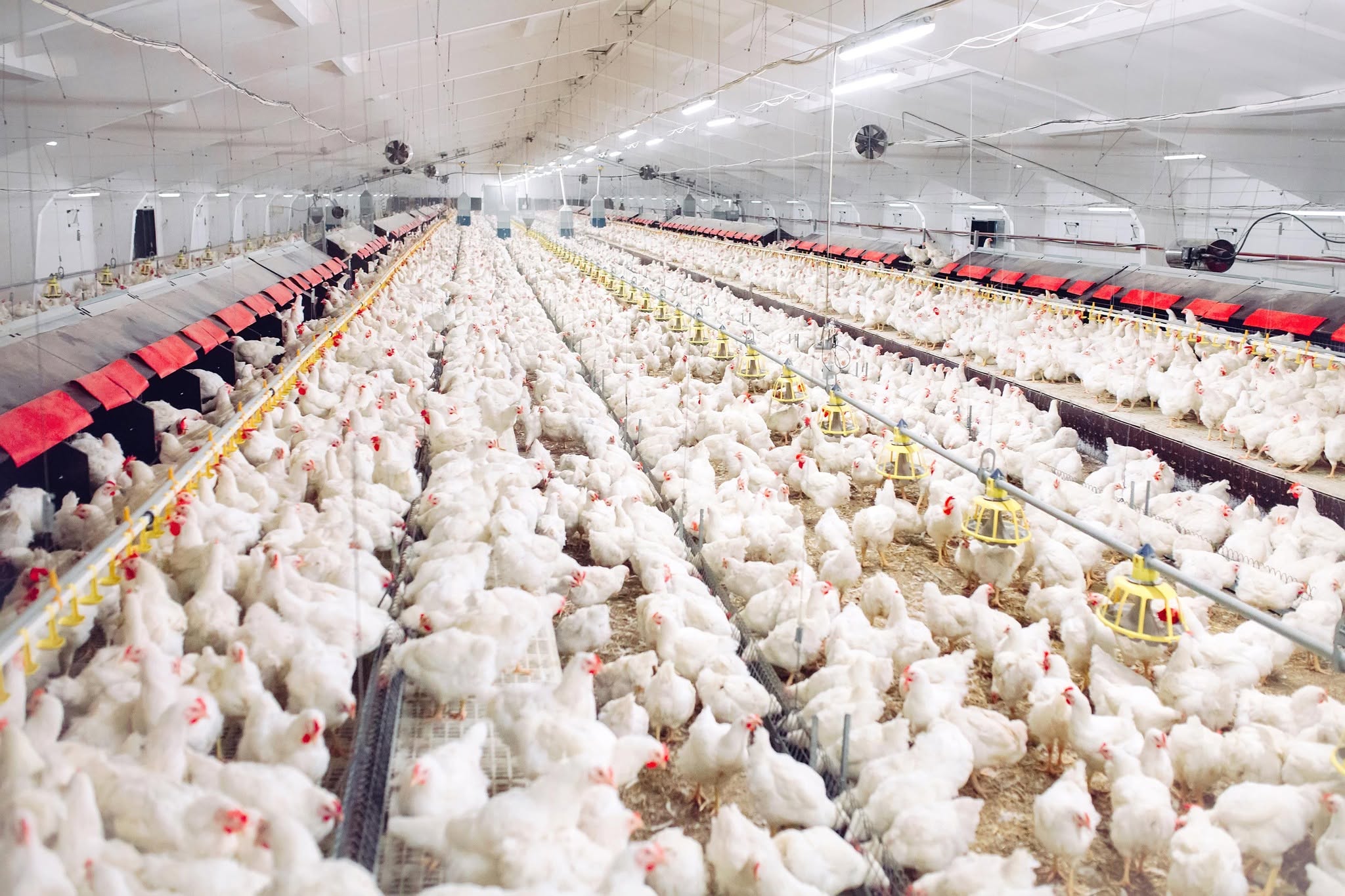 Complete Poultry Equipment Solutions for Modern Intensive Farming